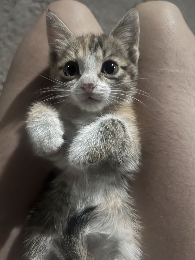 Отдам  котенка  добрые руки !