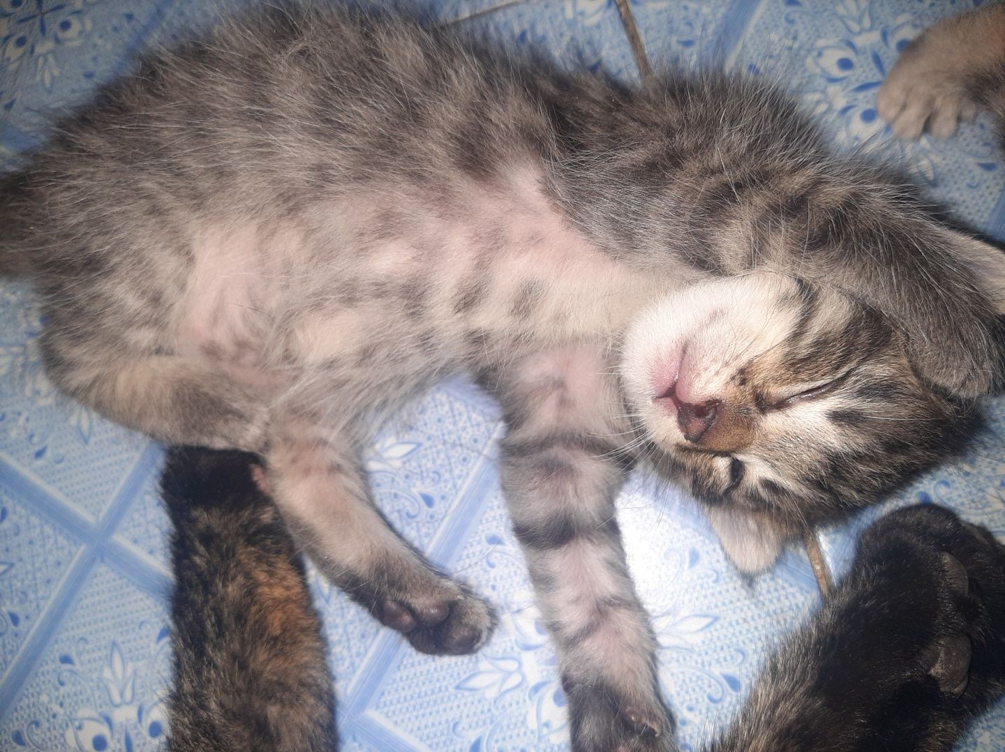Котяты отдам только в добрые руки