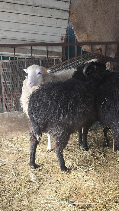 Продаются упитанные бараны