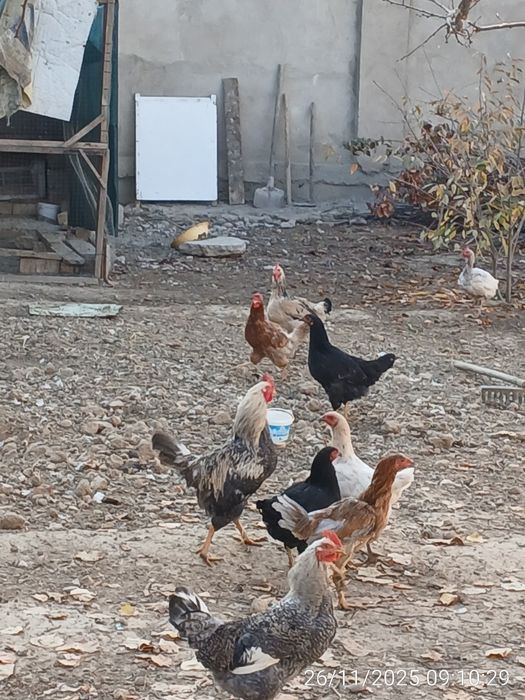 Хурозлар сотилади. Продаётся петухи.