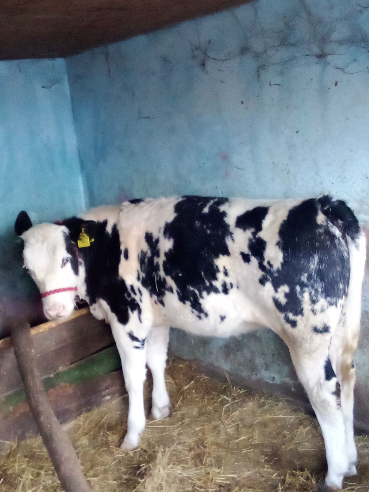 Vaca și vitica în satul Iepureni comuna Movileni judetul iasi
