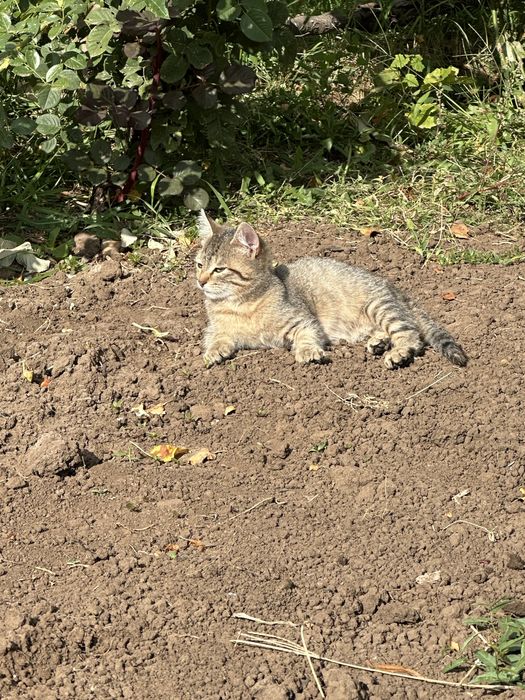 Котенок ищет добрых хозяев