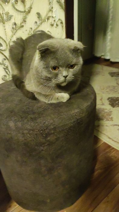 Бесплатно отдам кота