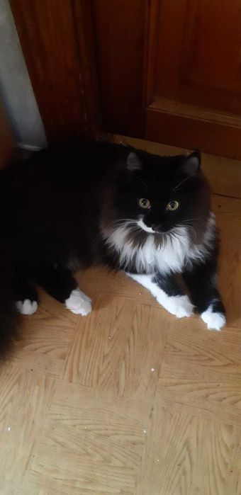 В добрые руки котята девочки 7 месяцев