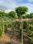 Vând catalpa globulară diferite dimensiuni