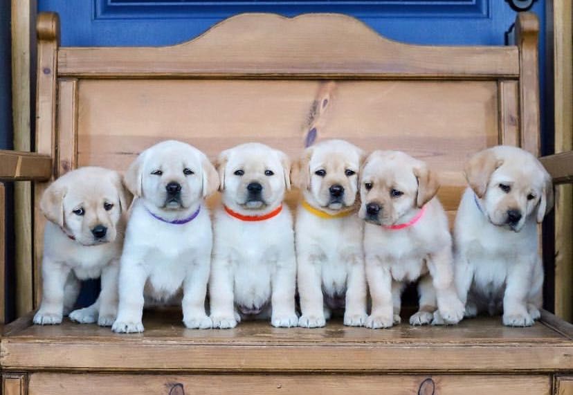 Продам Ретривер!