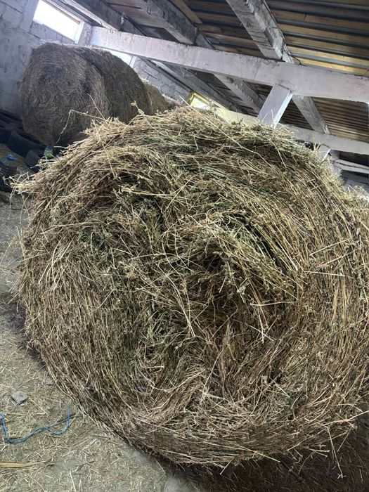 Vând Baloti de lucernă