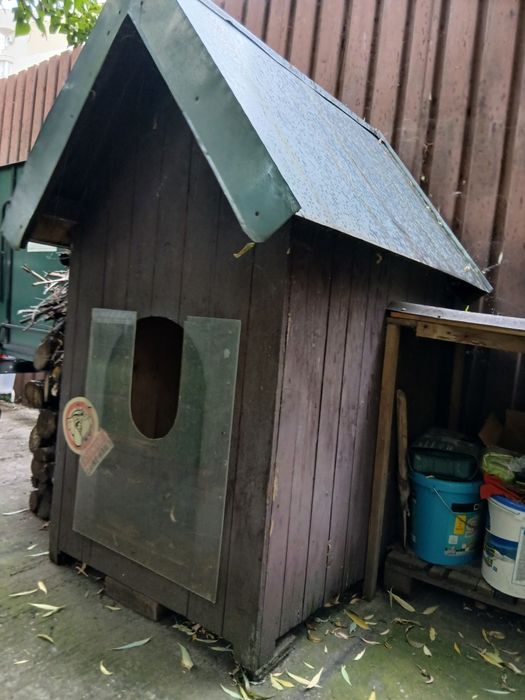 Vand cusca caine de talie foarte mare