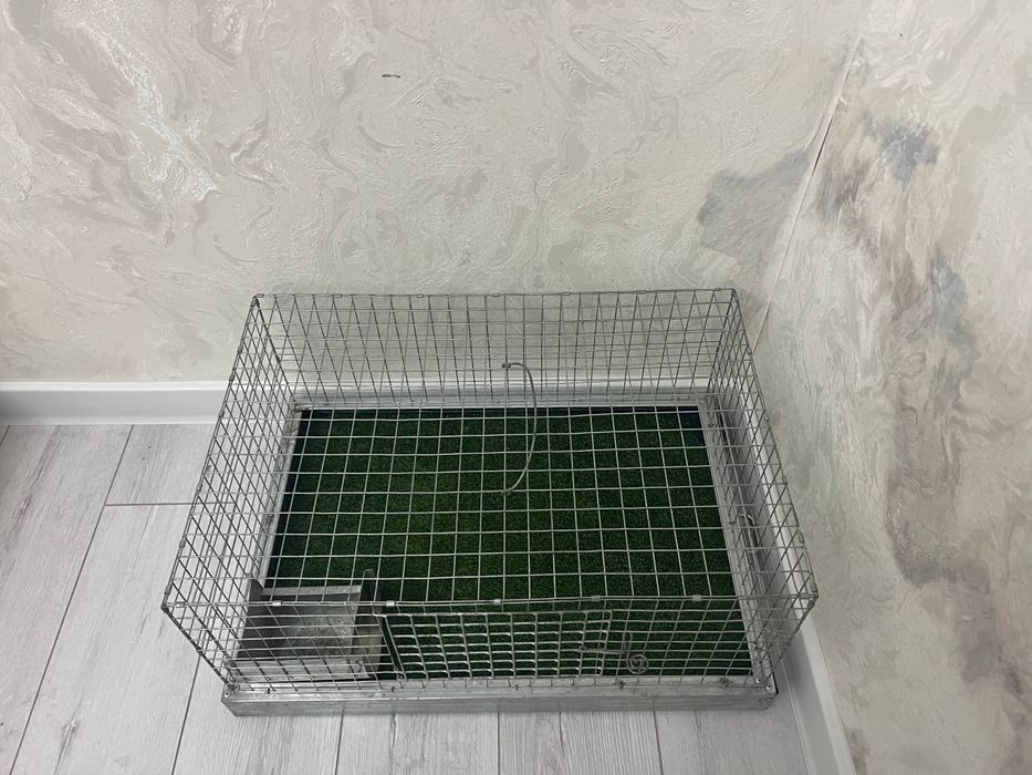 Qafas sotiladi xolati yaxshi