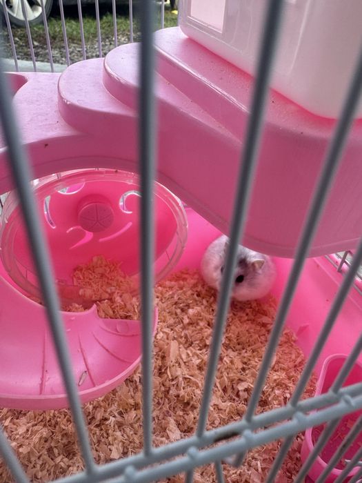 Vand pui hamster siberian