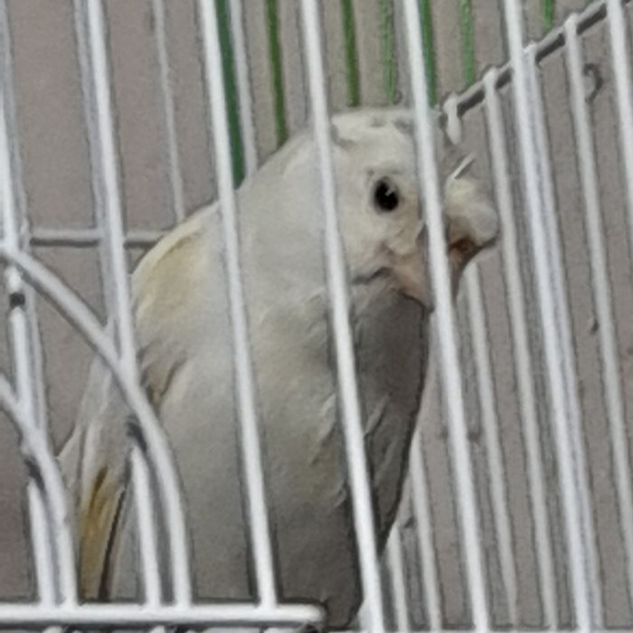 Нар канарейкалар сотилади.