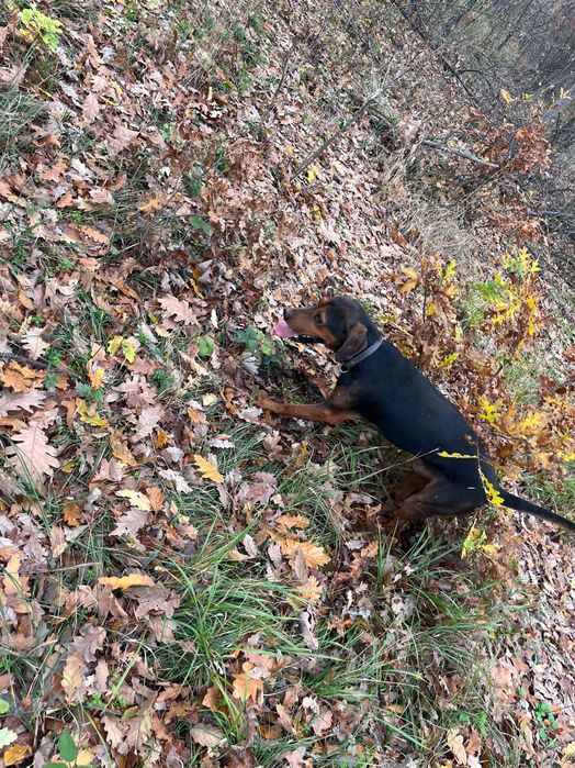 Продавам четири гончета