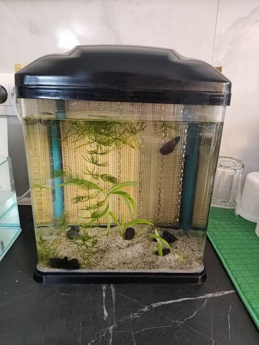 Acvariu 9 l cu capac complet plante substrat