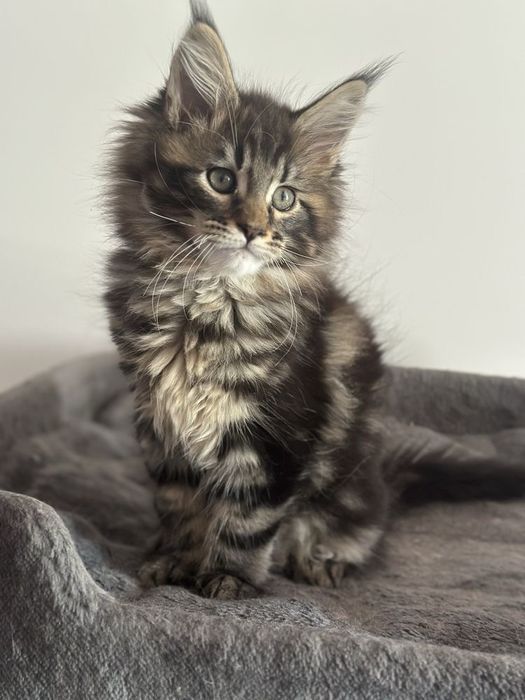 Maine coon băiețel pufos