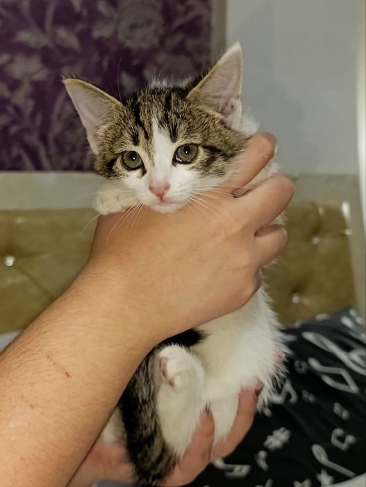 ищу котятам любящую семью