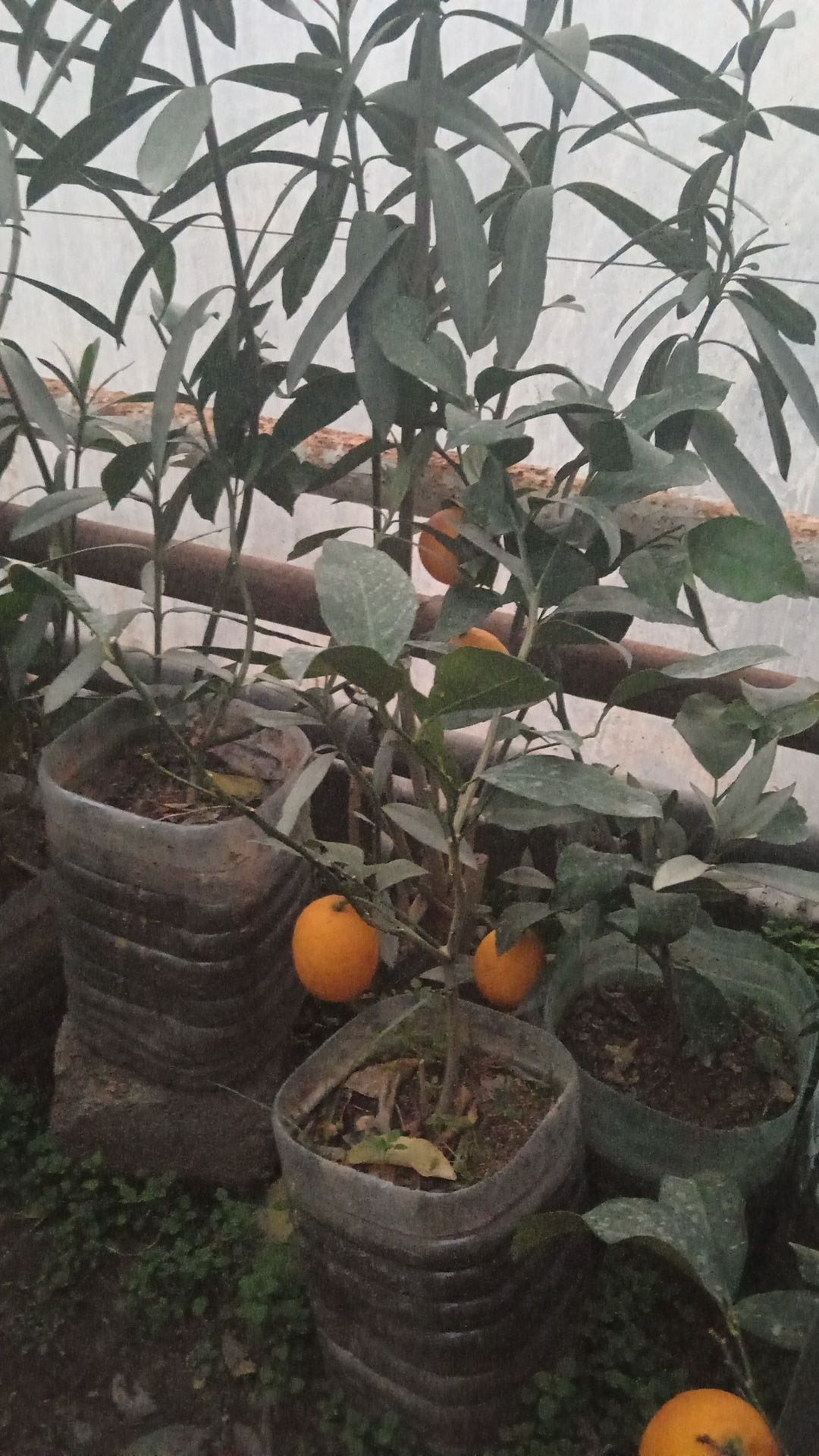 Limon ko'chatla bor
