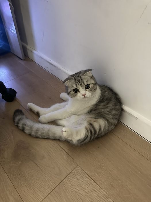 Милая кошка годик с вещами