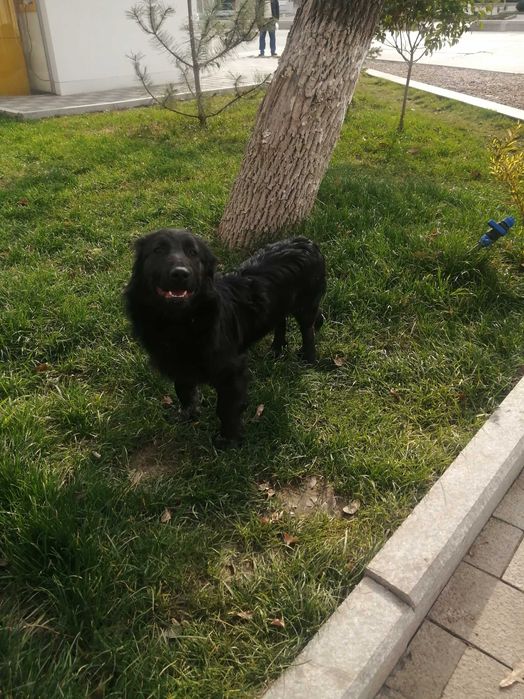 Собака в хорошие руки (сеттер)