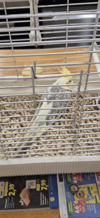 Papagal nimfă găsit pe stradă