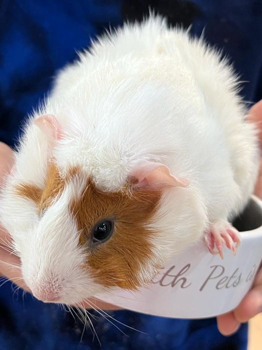 Продам морских свинок