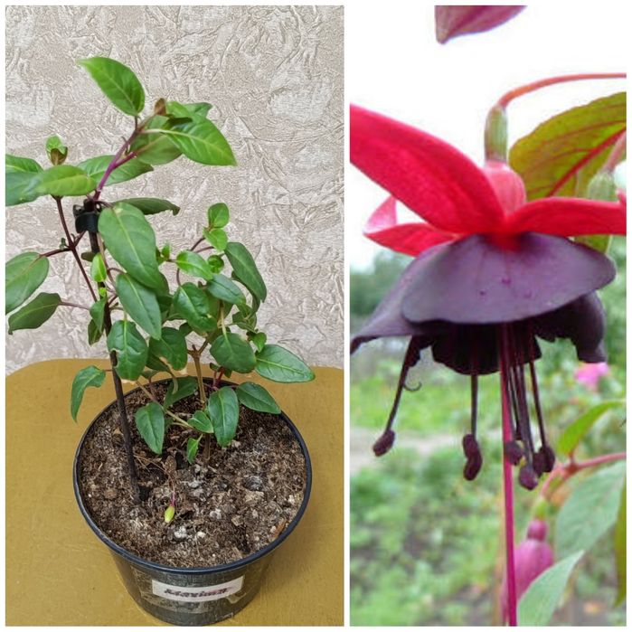 Продам неприхотливые комнатные растения