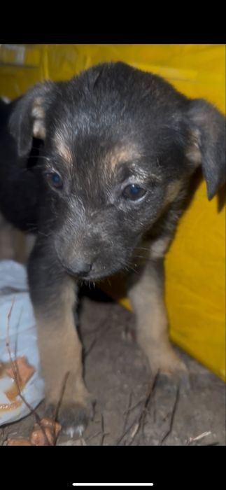 Щенки в поиске дома