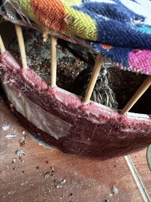 Бедалар сотилади