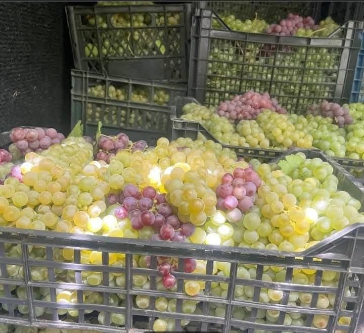 Vând struguri de vin