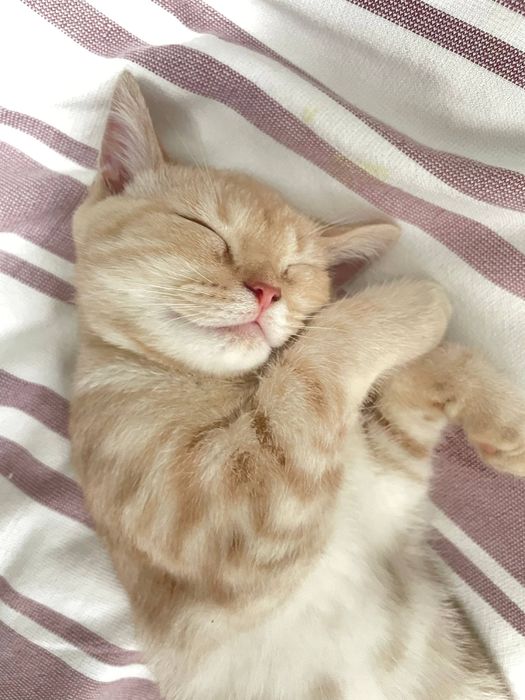 Кошка_Scottish Fold & Scottish Straight