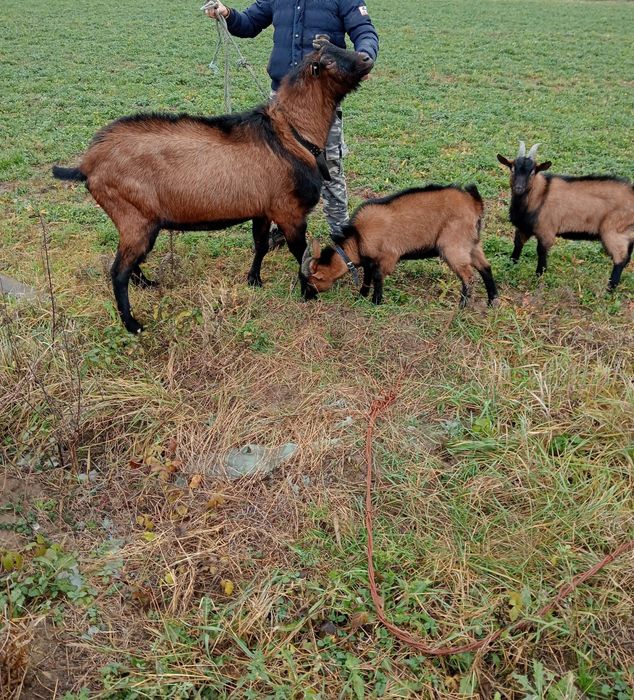 Vând țapisor Alpina francez