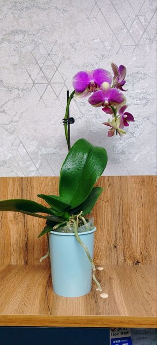 Продам Орхидеи Phalaenopsis