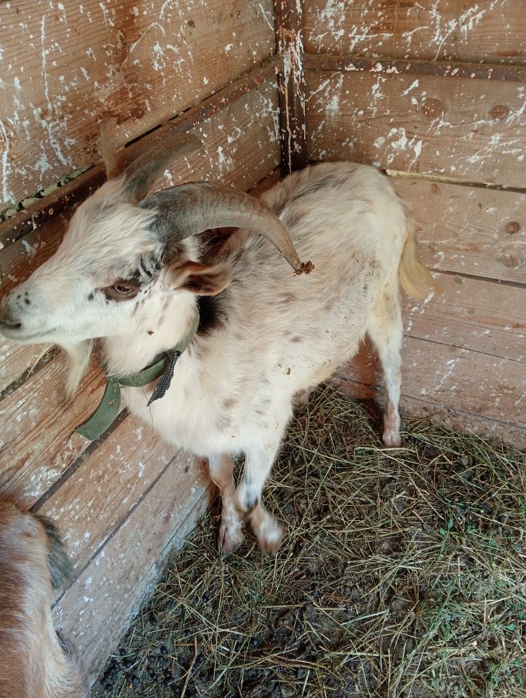 Vând țap de rasa