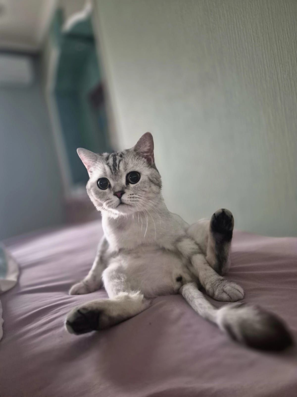 Передержка кошек и котов