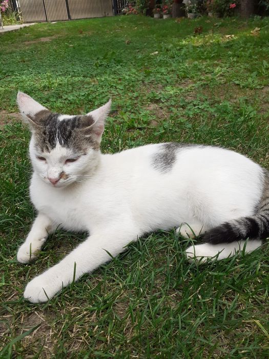Pisica spre adopție