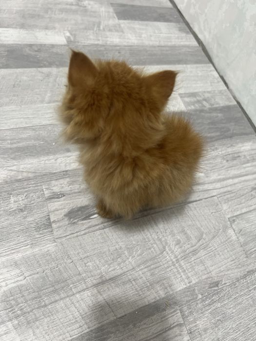 Tekinga qiz mushukcha! Ko’zchasida azgincha niqsoni bor, lekn soglom !