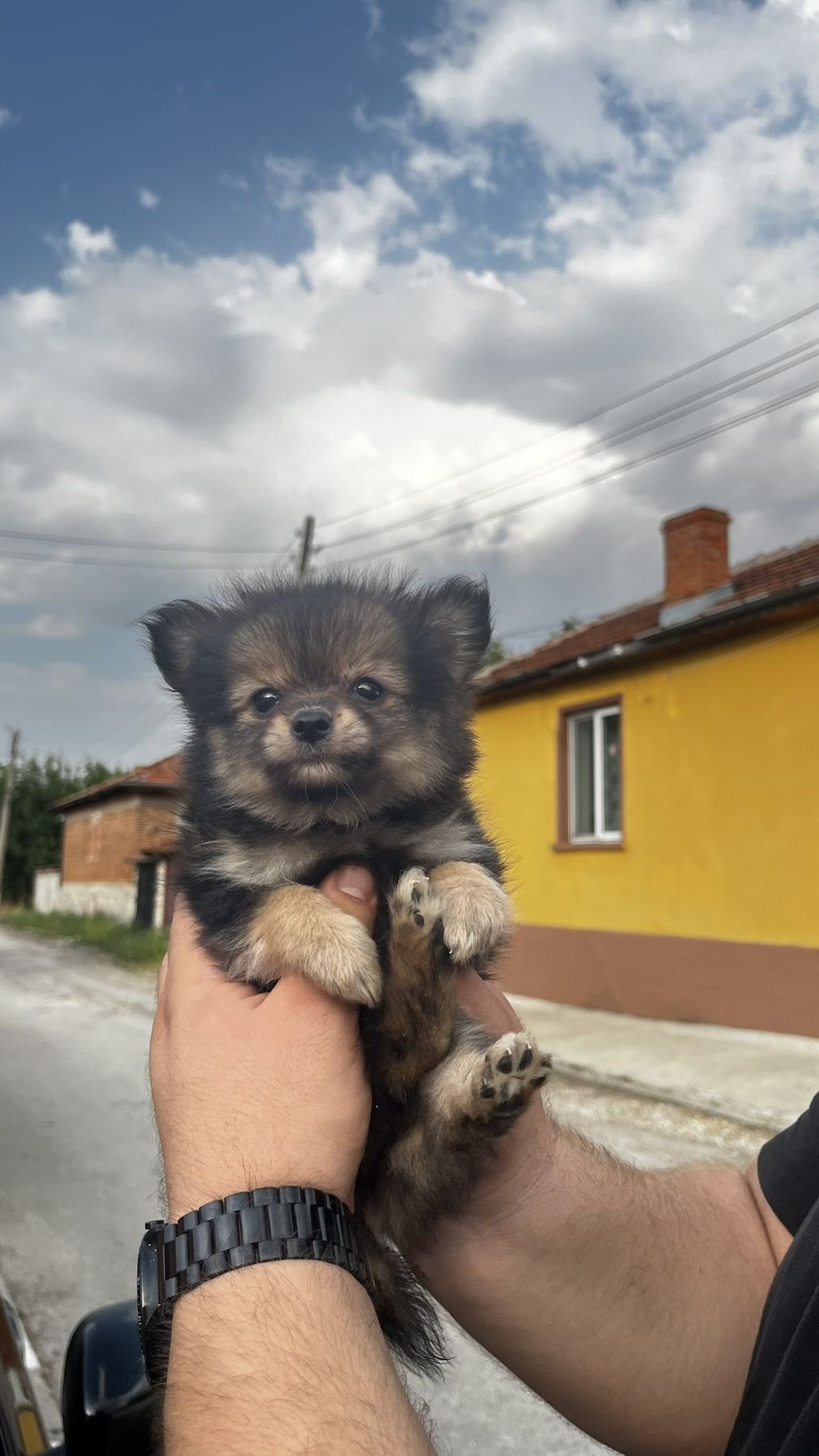 Мини шпиц померан
