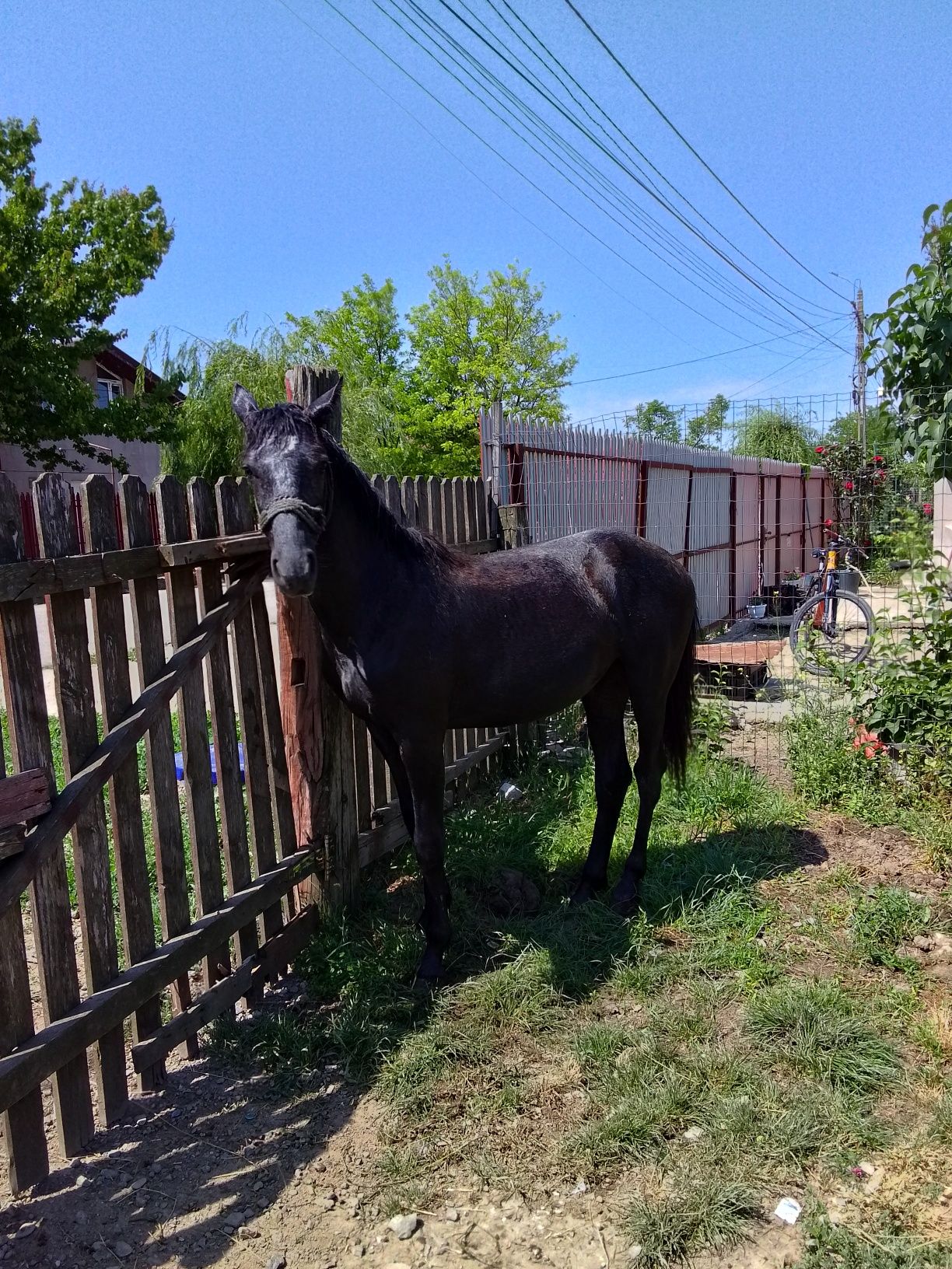 Vând mânză un 1 și 3 luni 30 de milioane  negociabil