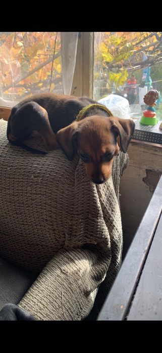 Пинчери на два месеца