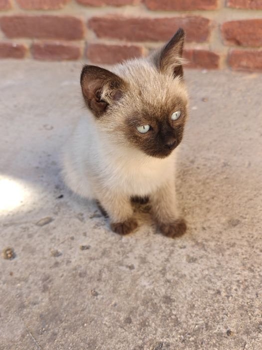 Pui Pisica Siamez  în Nasaud