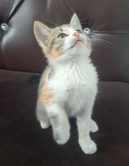 Отдам котят бесплатно