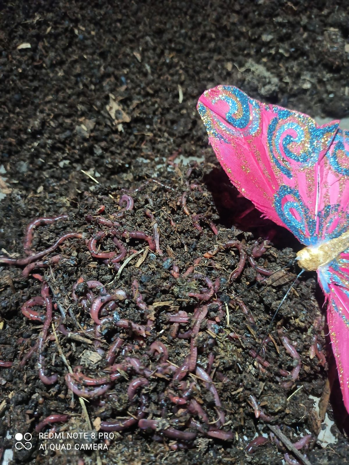 Калифорнийского черви и био гумус
