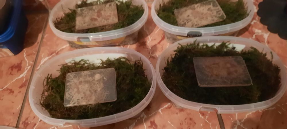 Grindal acvariu pesti