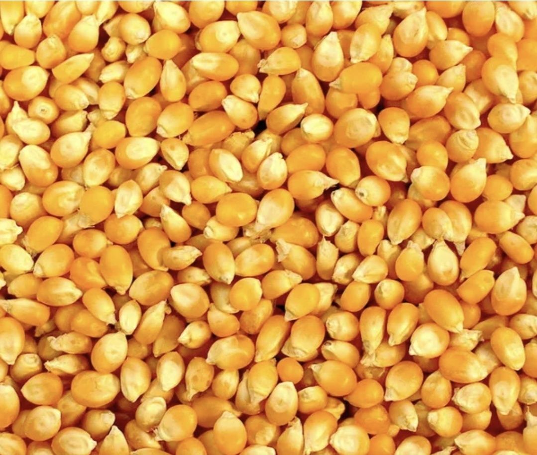 Продам кукурузу в Зерне