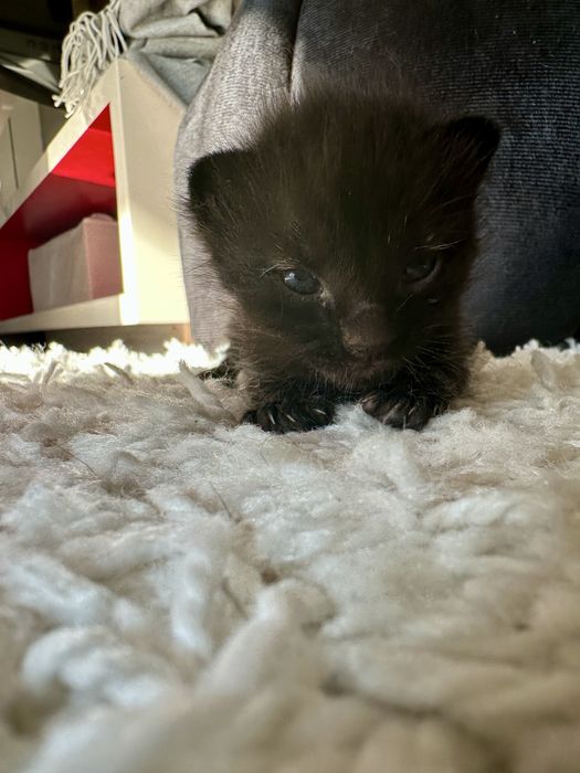 Adoptie pui pisica nascuti pe 17 august. (Voluntari + Bucuresti]