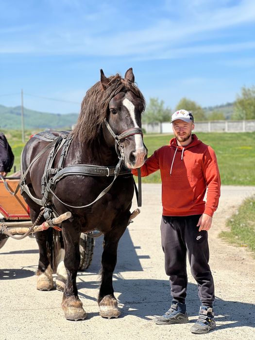 Armăsar de monta, rasa  Breton cu pedigree