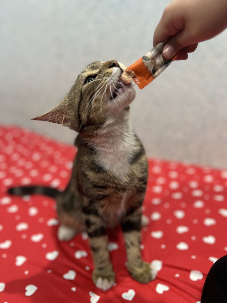 Домашний кот Симба