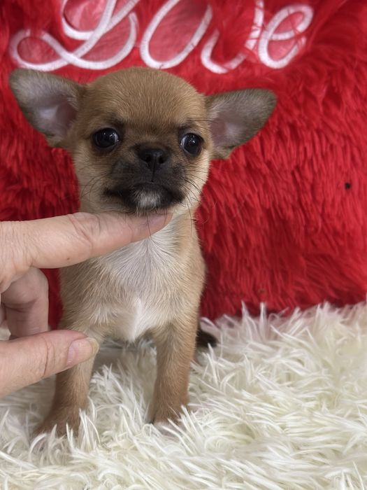 Красотка малышка беби фейс