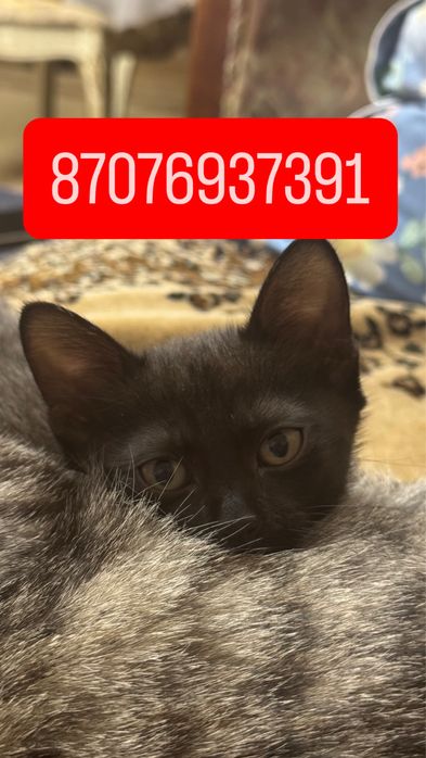 Отдам котенка в хорошие руки