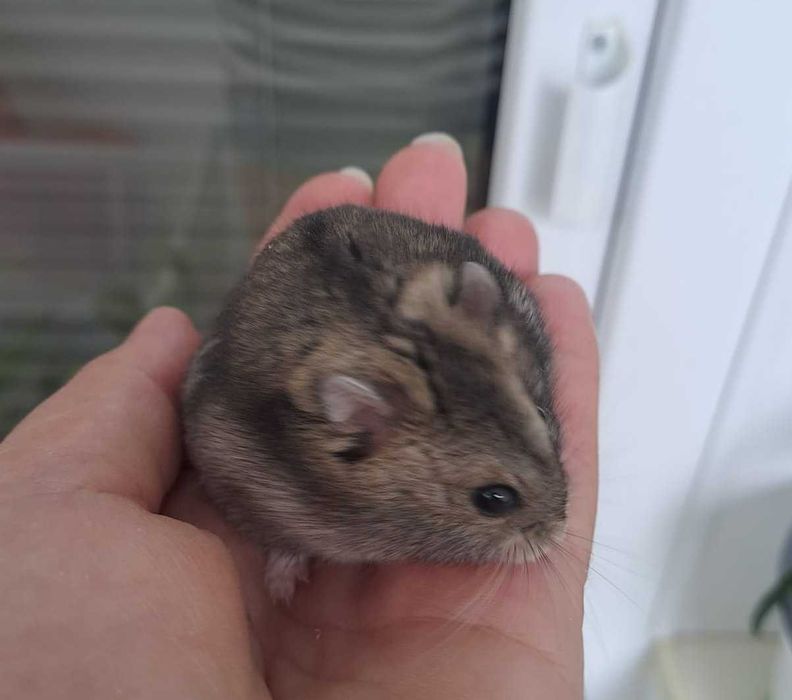 Pui de hamster pitic foarte blanzi si draguti
