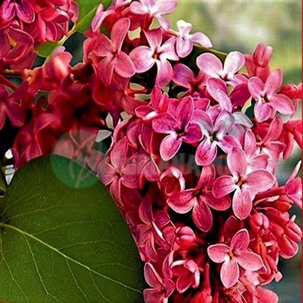 Pomi ornamentali  liliac parfumat  Roșu intens